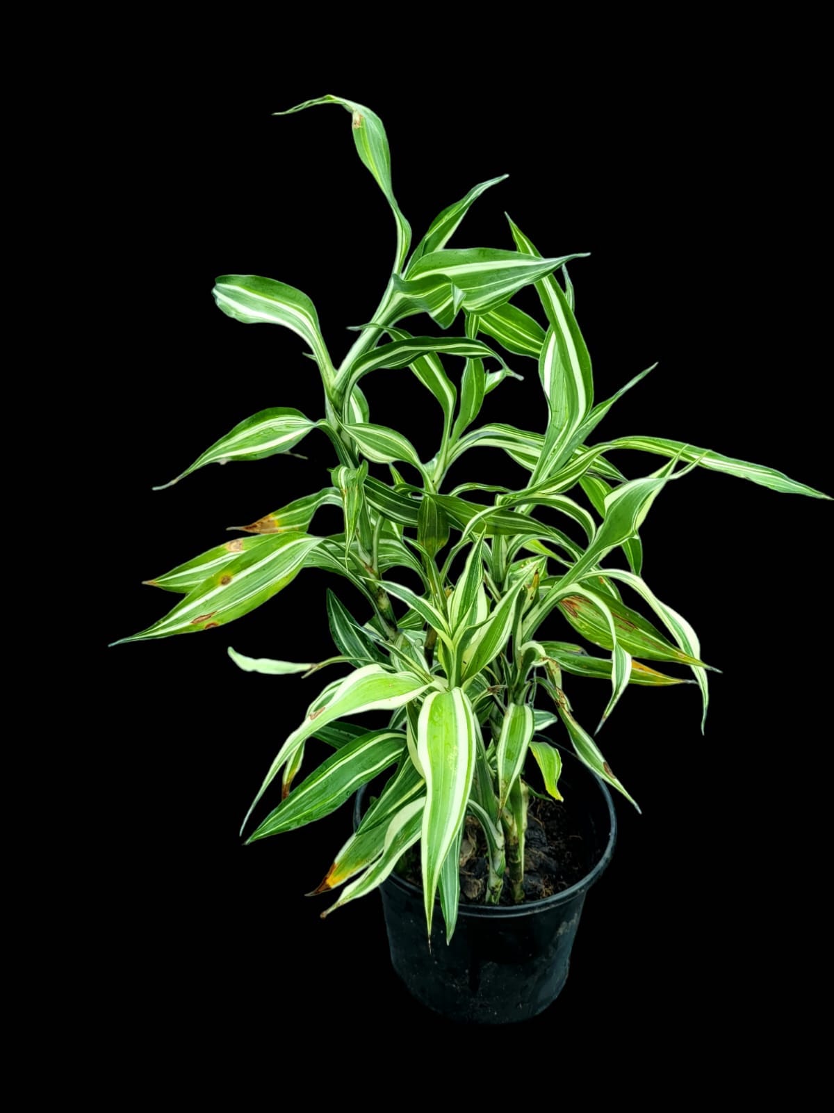 Dracaena fragrans 'white jewel'