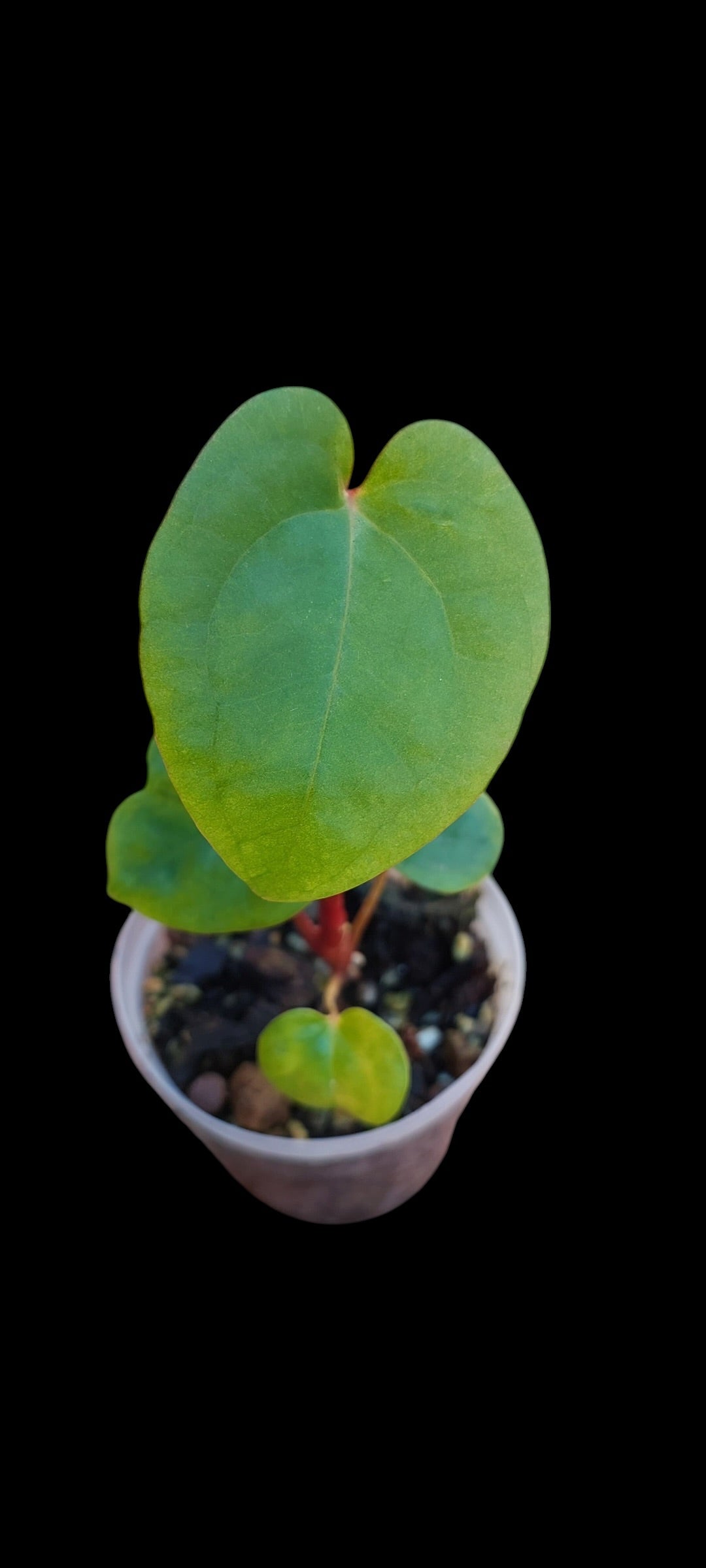 GrowCo. Seedling - Anthurium papillilaminum Guna Yala x self
