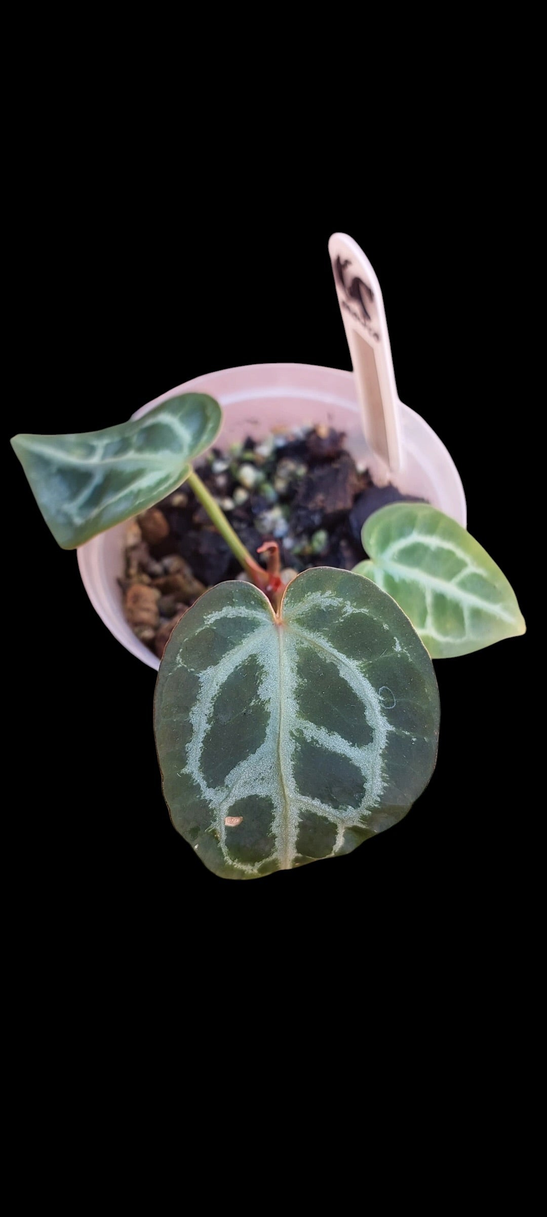 GrowCo. Seedling - Anthurium (Silverblush x KOS HU) X KOS HU