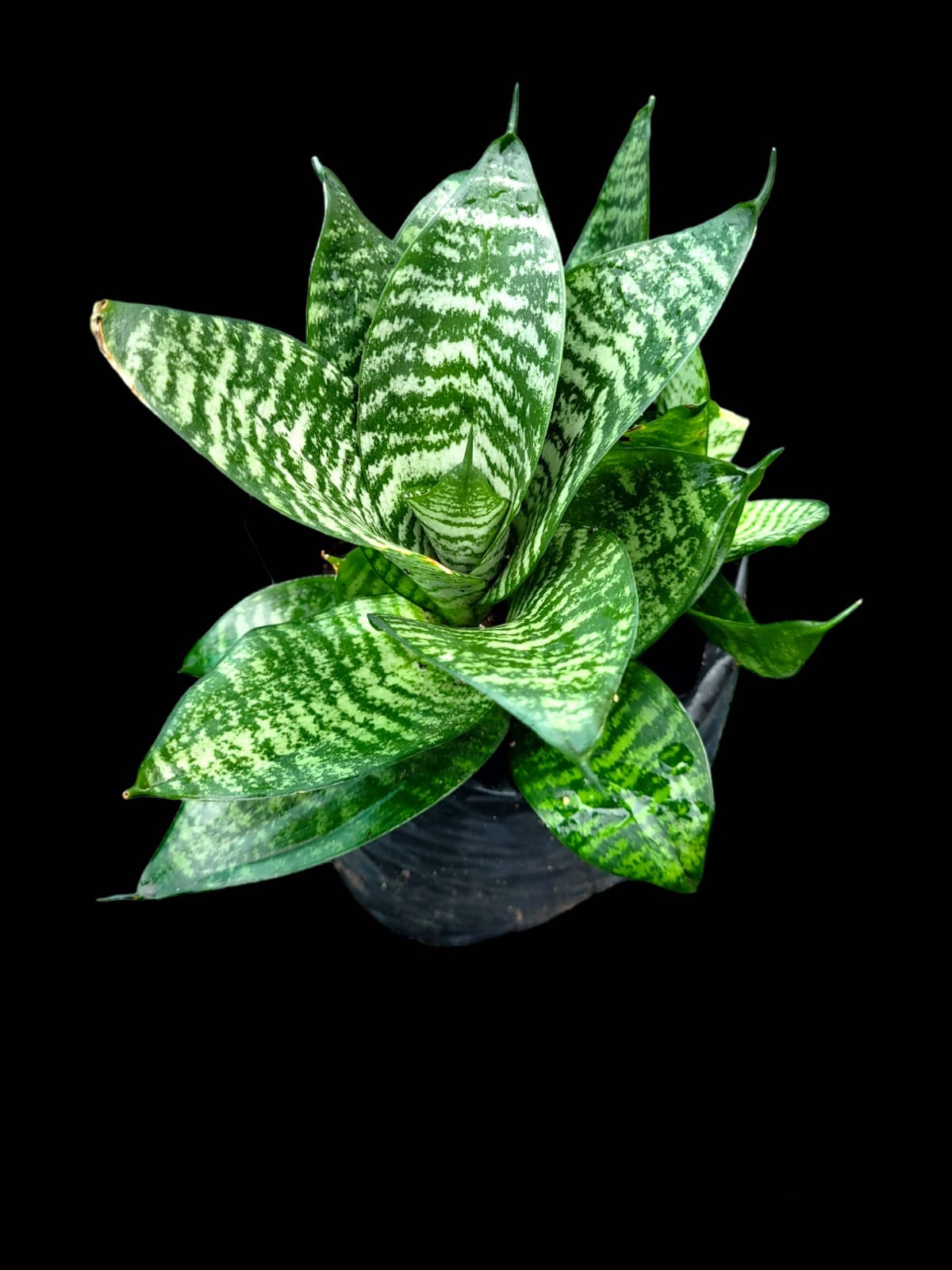 Sansevieria trifasciata 'Hahnii Green'
