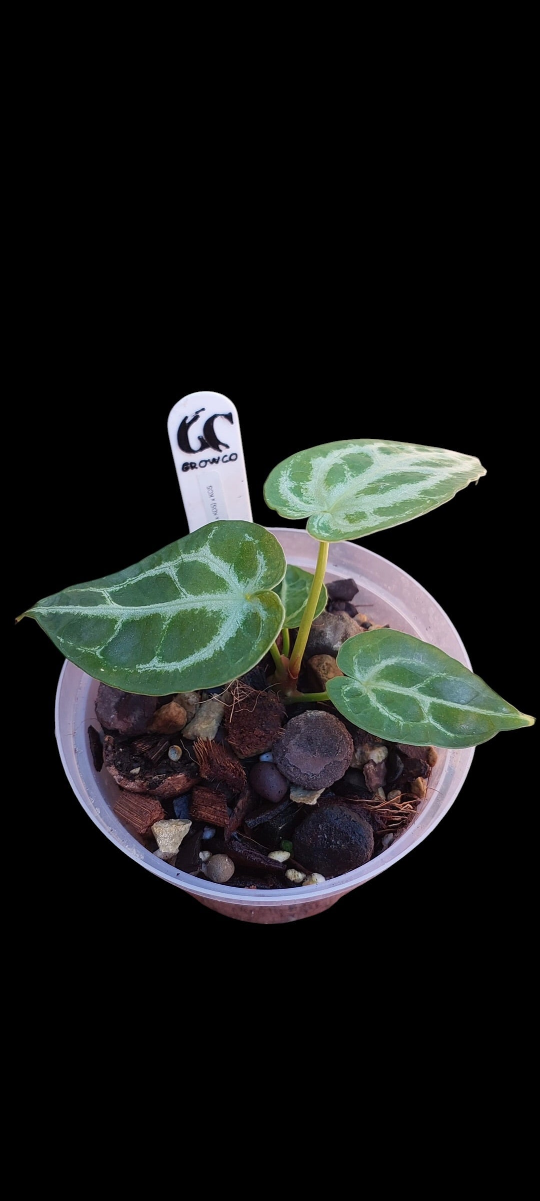 GrowCo. Seedling - Anthurium (Silverblush x KOS HU) X KOS HU