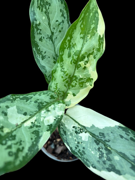 Aglaonema commutatum variegated