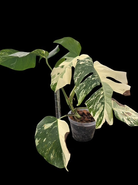 Monstera albo - Lilly