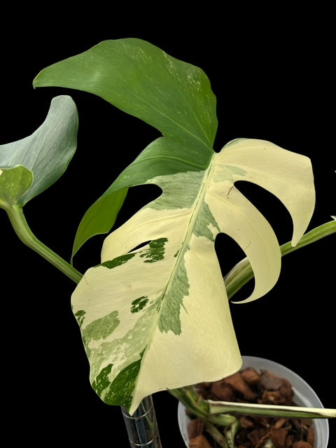 Monstera albo - Lilly