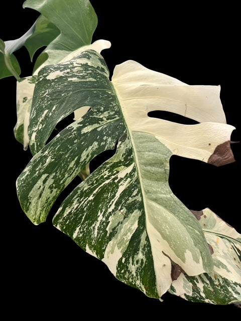 Monstera albo - Lilly