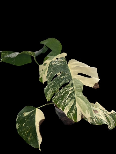 Monstera albo - Lilly