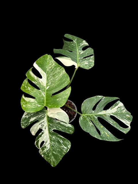 Monstera albo - Lydia