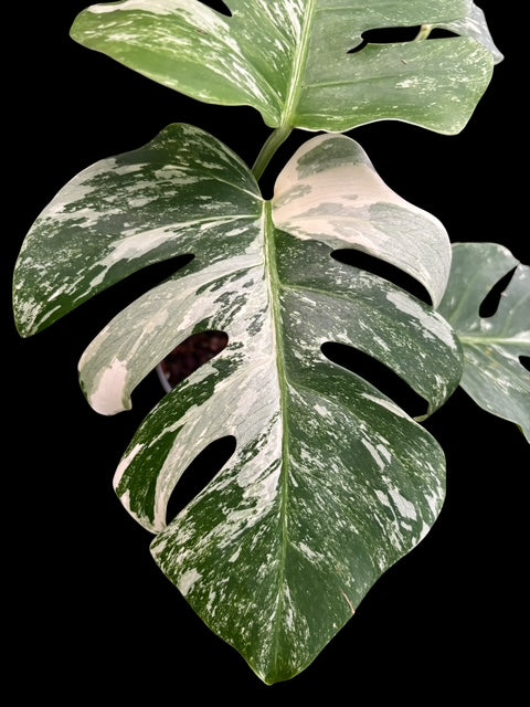 Monstera albo - Lydia