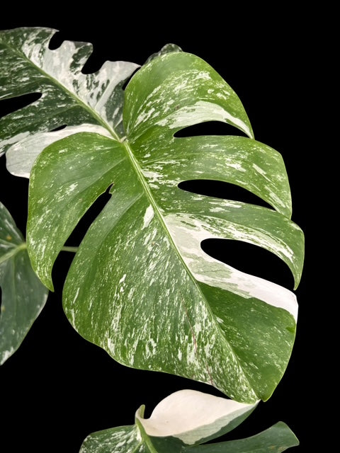 Monstera albo - Lydia