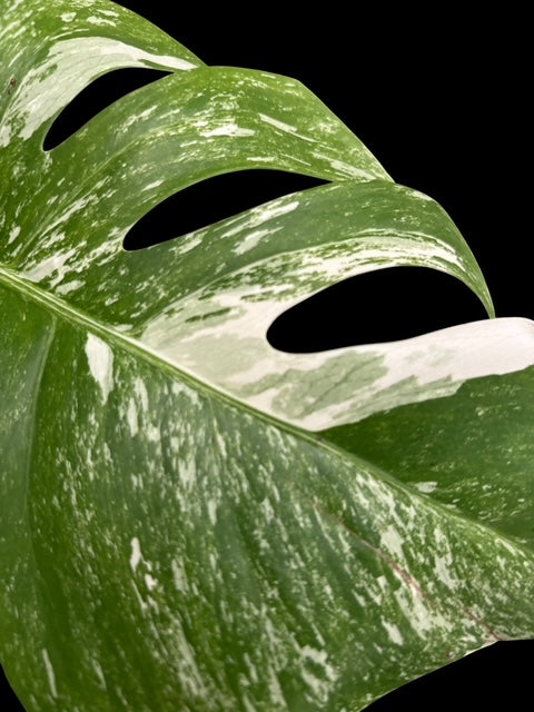 Monstera albo - Lydia