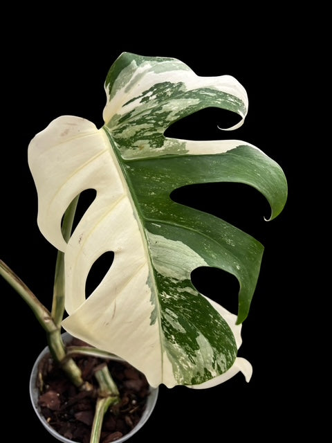 Monstera albo - Lucy