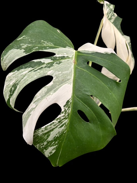 Monstera albo - Lucy