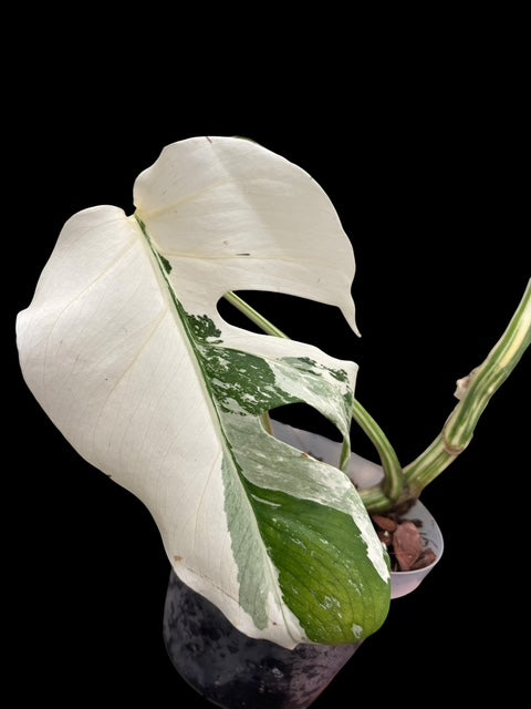 Monstera albo - Lucy