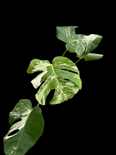 Monstera albo - Luna