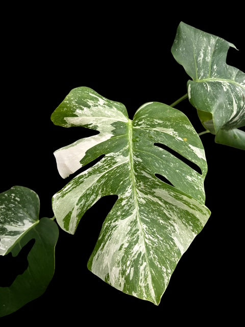 Monstera albo - Luna