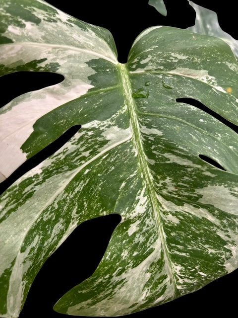 Monstera albo - Luna