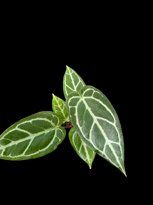 Anthurium silver blush hybrid x panglima