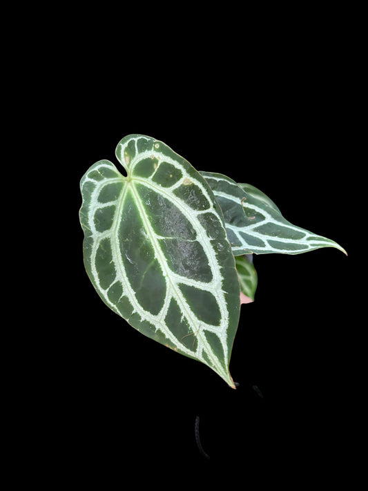 Anthurium panglima