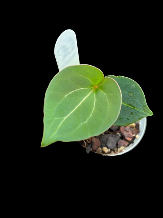 Anthurium King of Spades HU