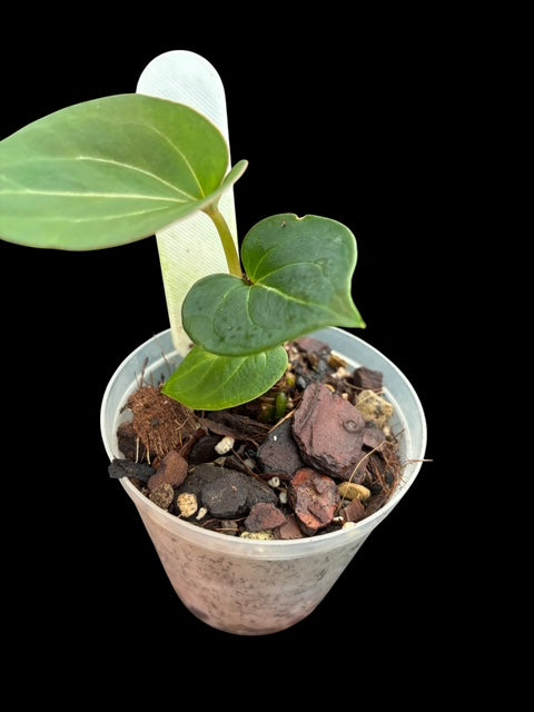 Anthurium King of Spades HU