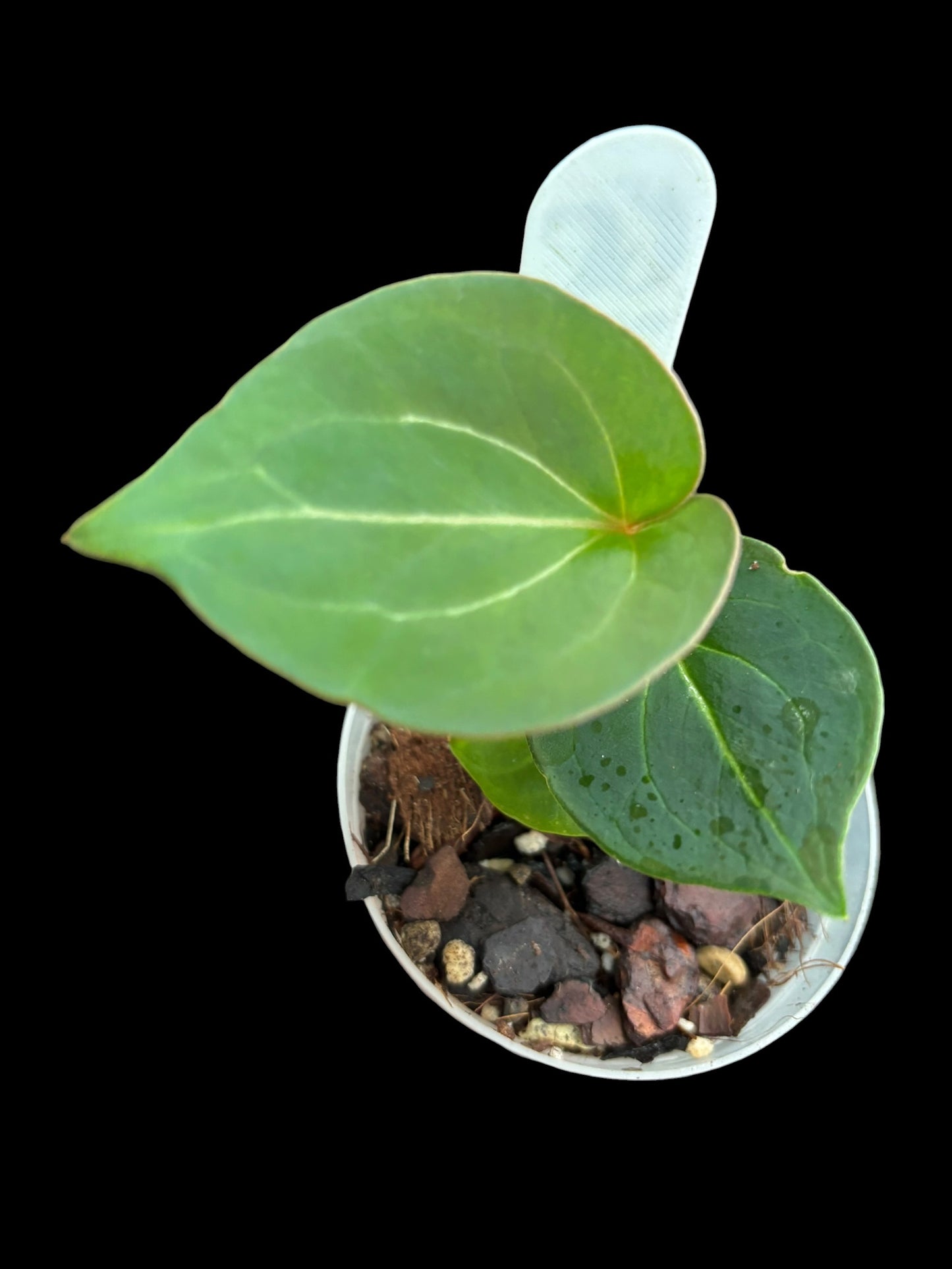 Anthurium King of Spades HU
