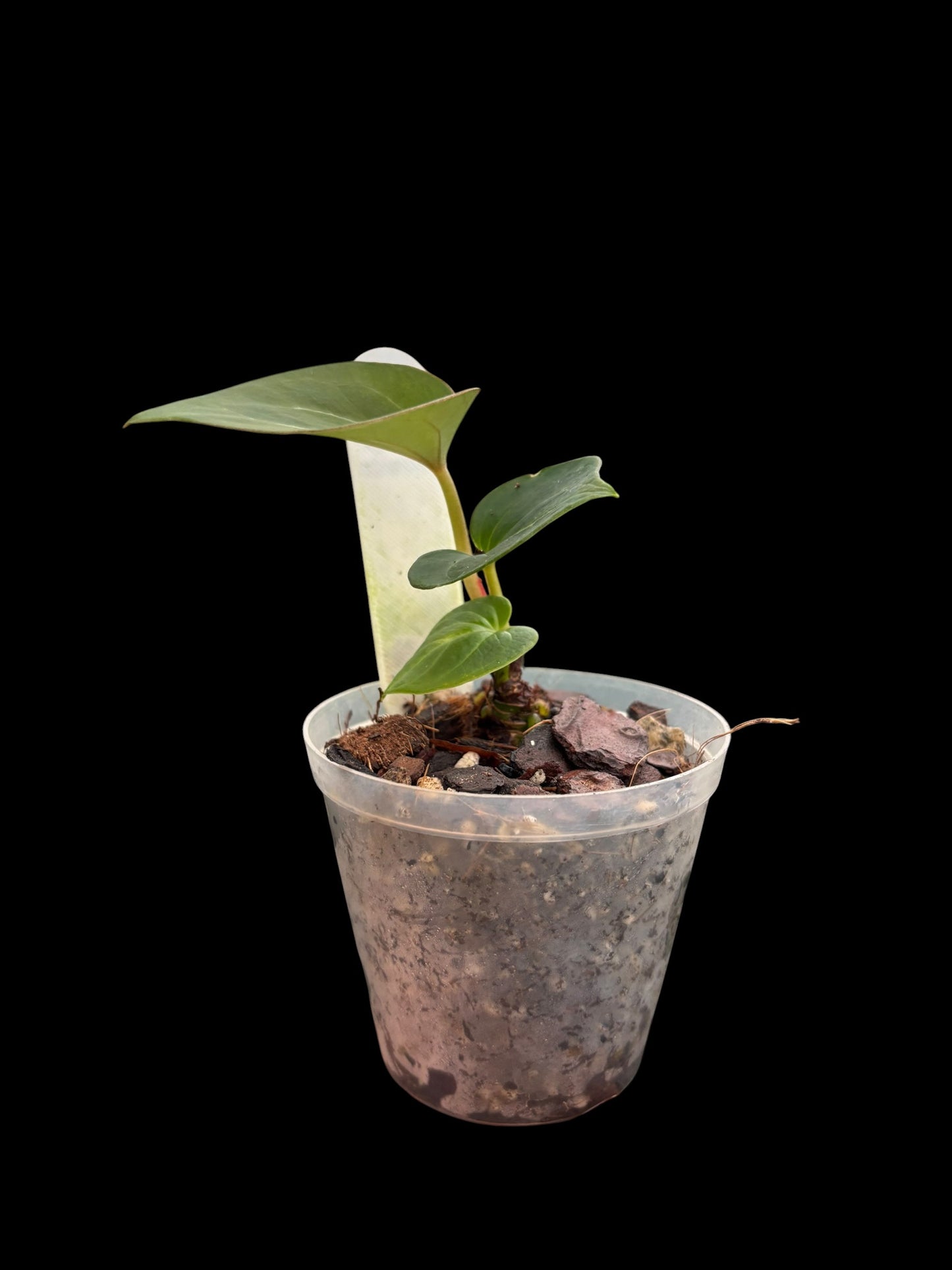 Anthurium King of Spades HU
