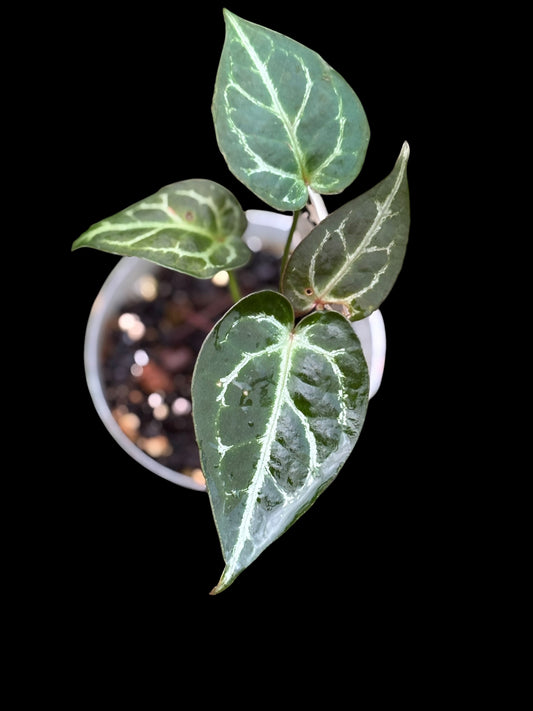 Anthurium Thunderbolt