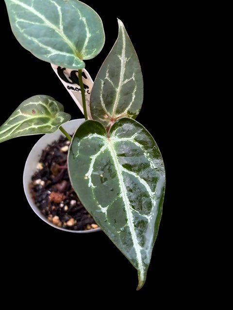 Anthurium Thunderbolt
