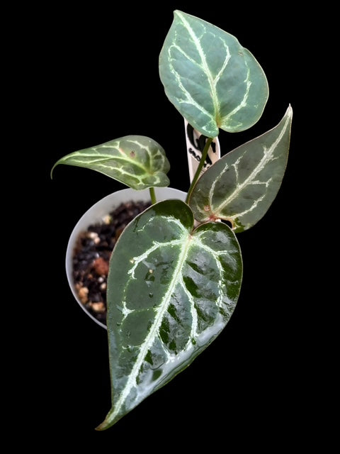 Anthurium Thunderbolt
