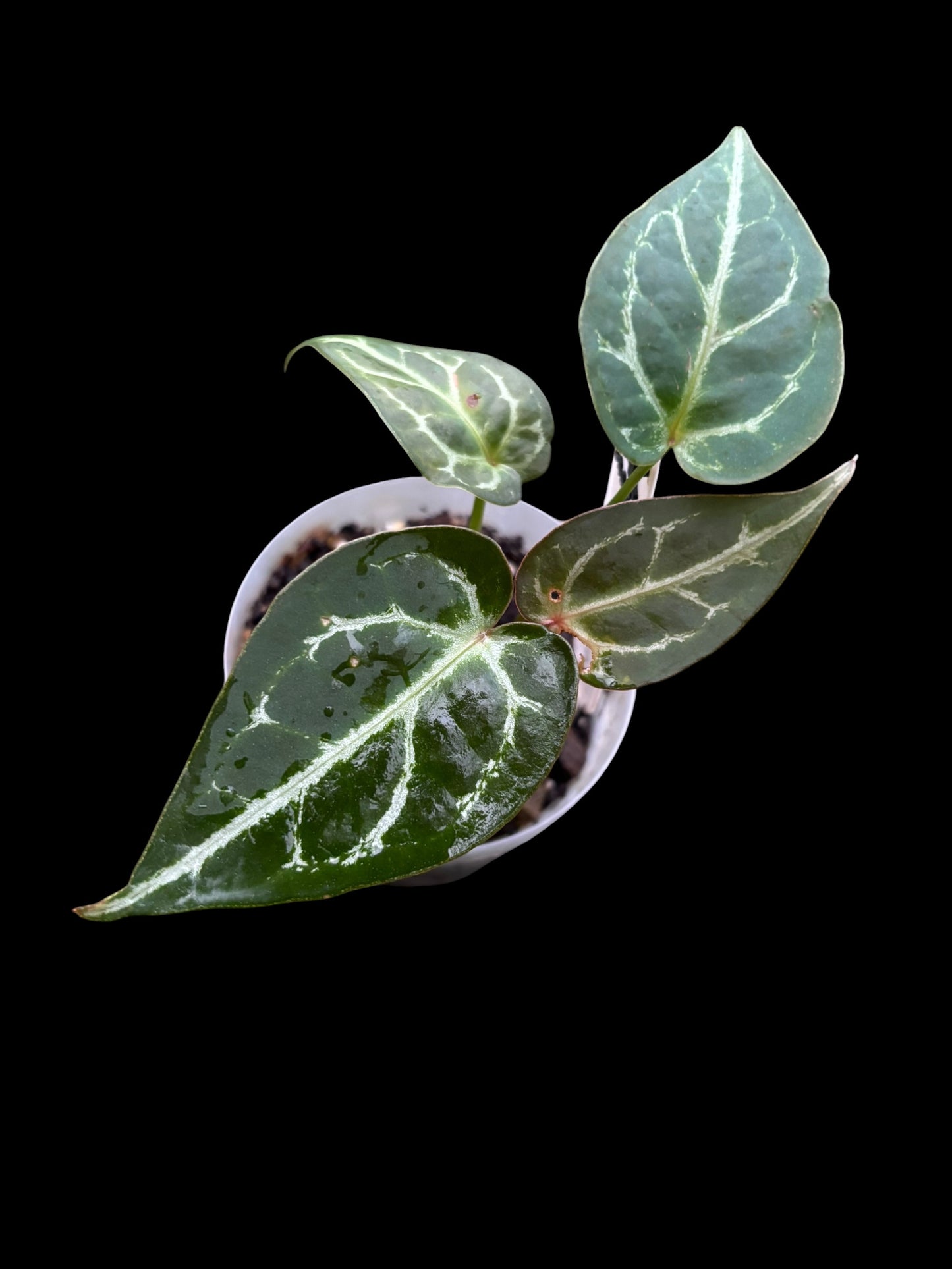 Anthurium Thunderbolt