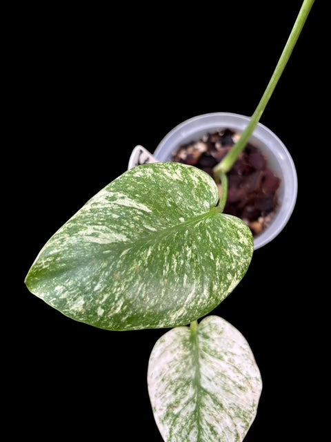 Monstera deliciosa 'mint'