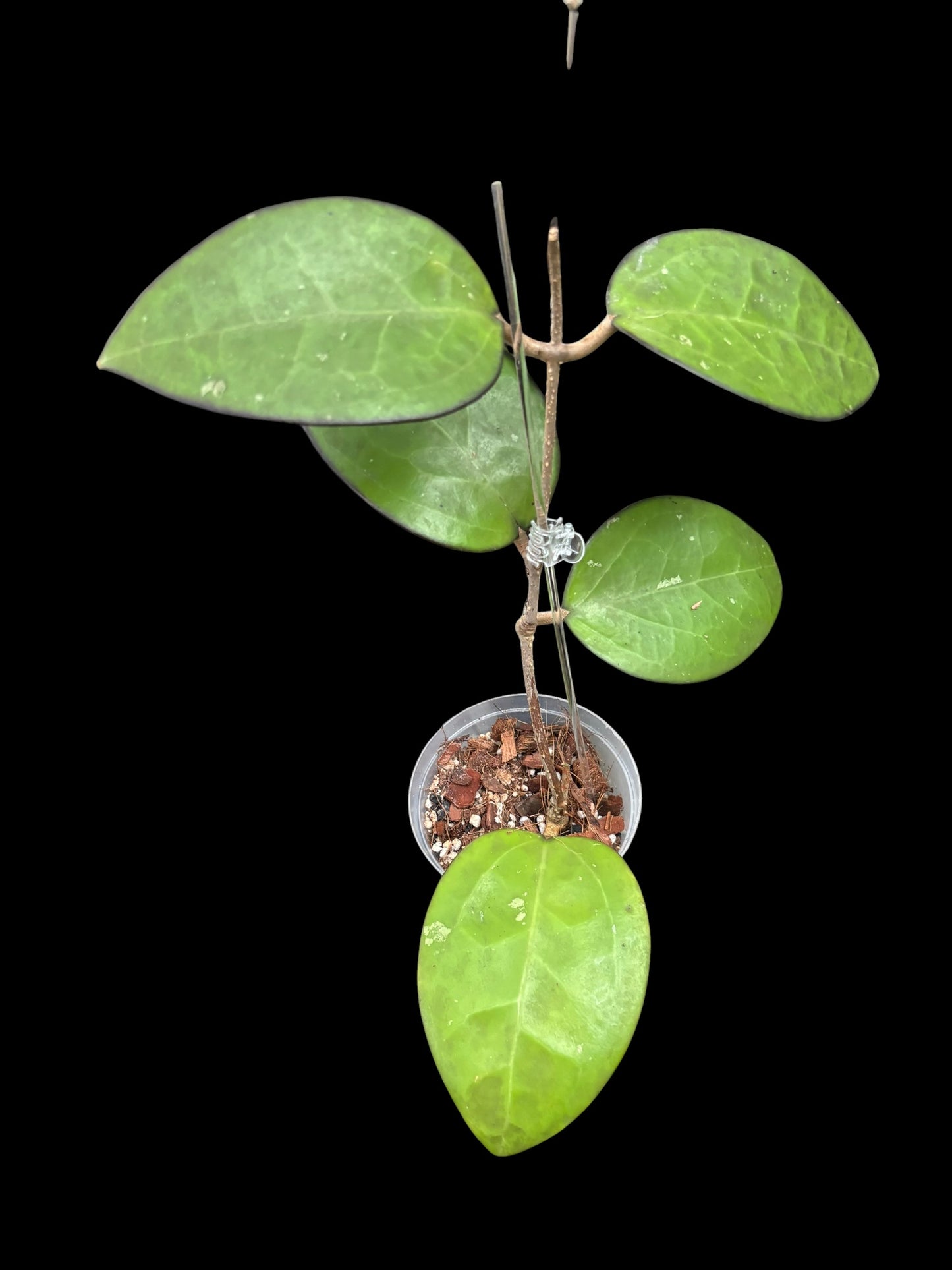 Hoya KSB 01