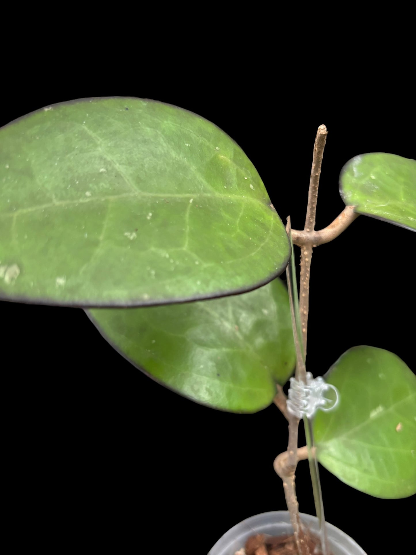 Hoya KSB 01