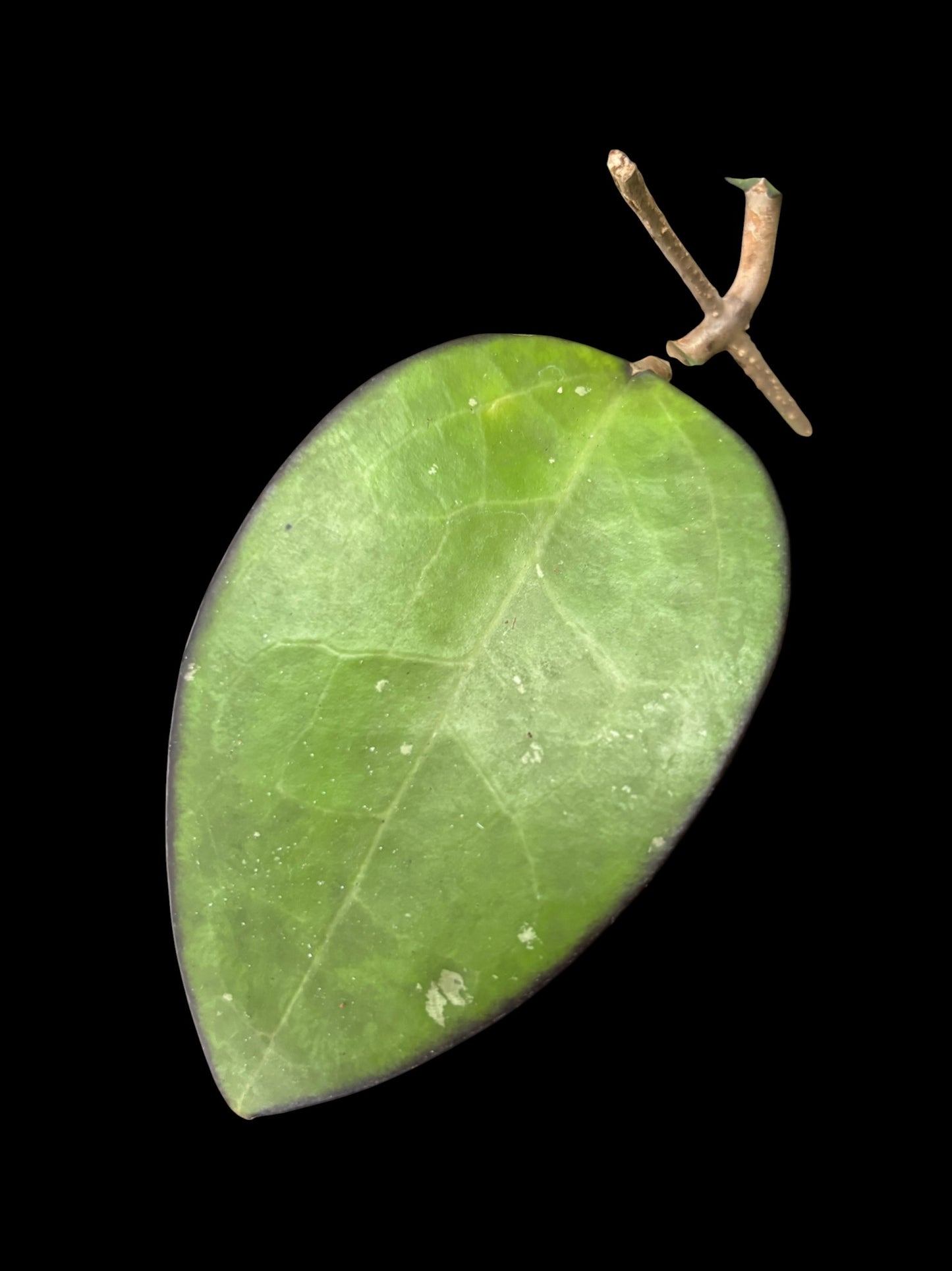 Hoya KSB 01
