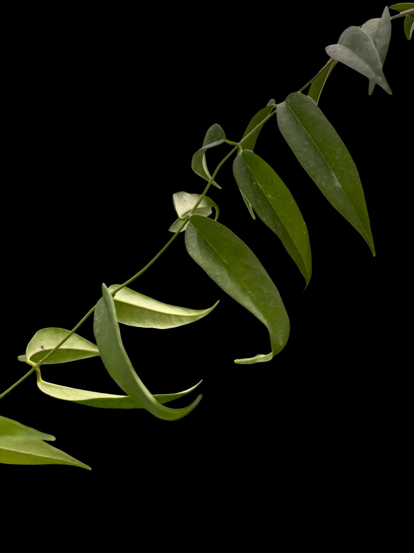 Hoya leucantha