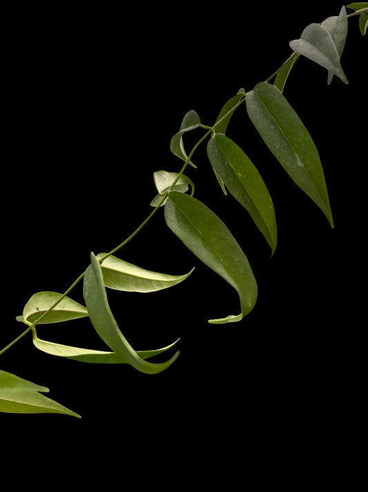 Hoya leucantha