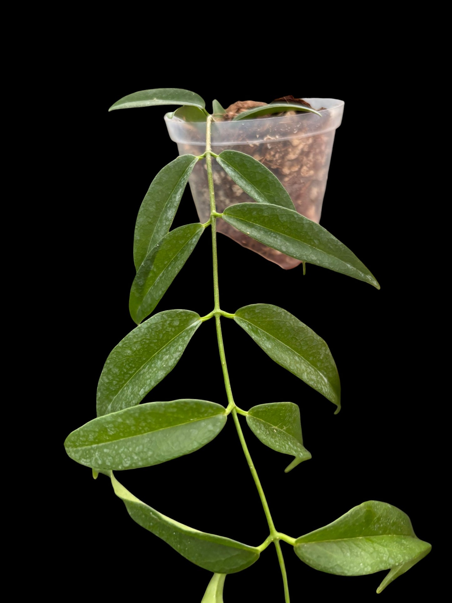 Hoya leucantha