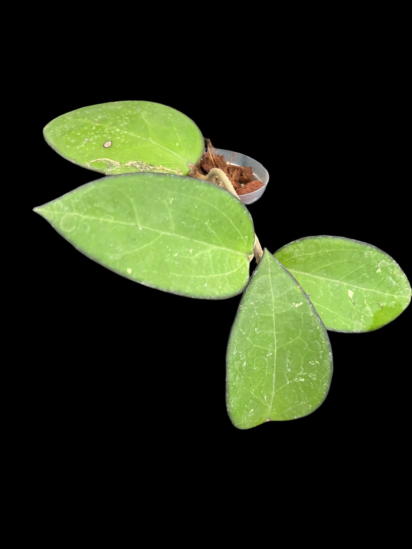Hoya KSB 01