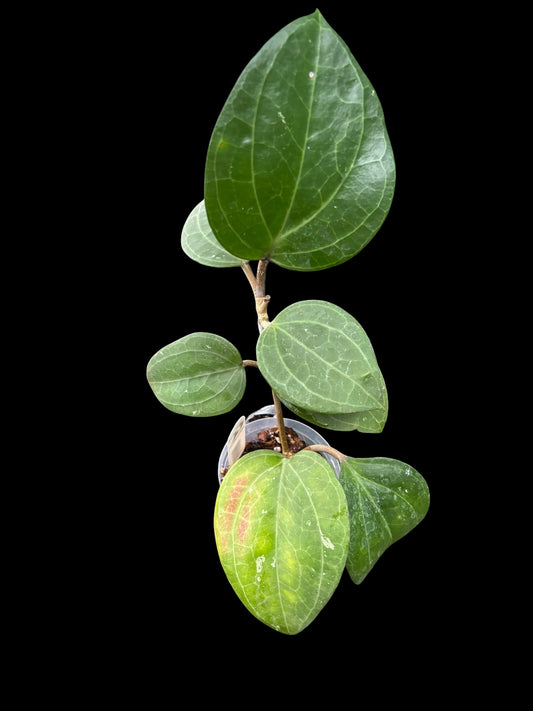 Hoya latifolia sp. 'Sarawak'