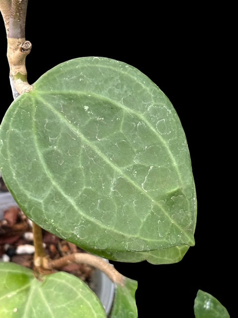 Hoya latifolia sp. 'Sarawak'