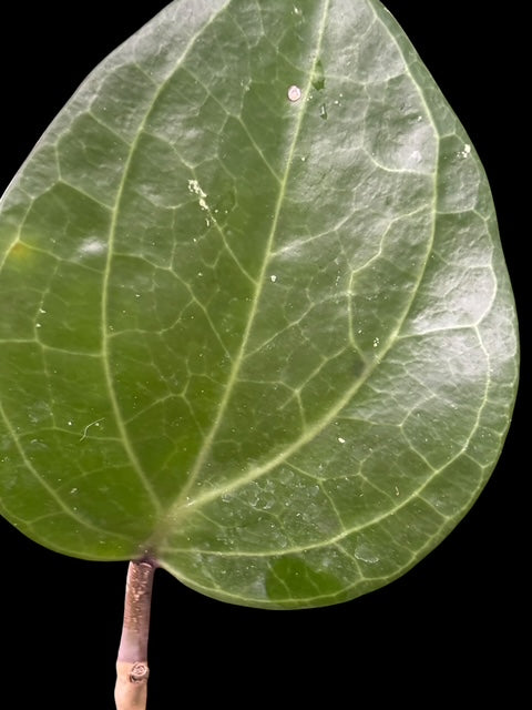 Hoya latifolia sp. 'Sarawak'
