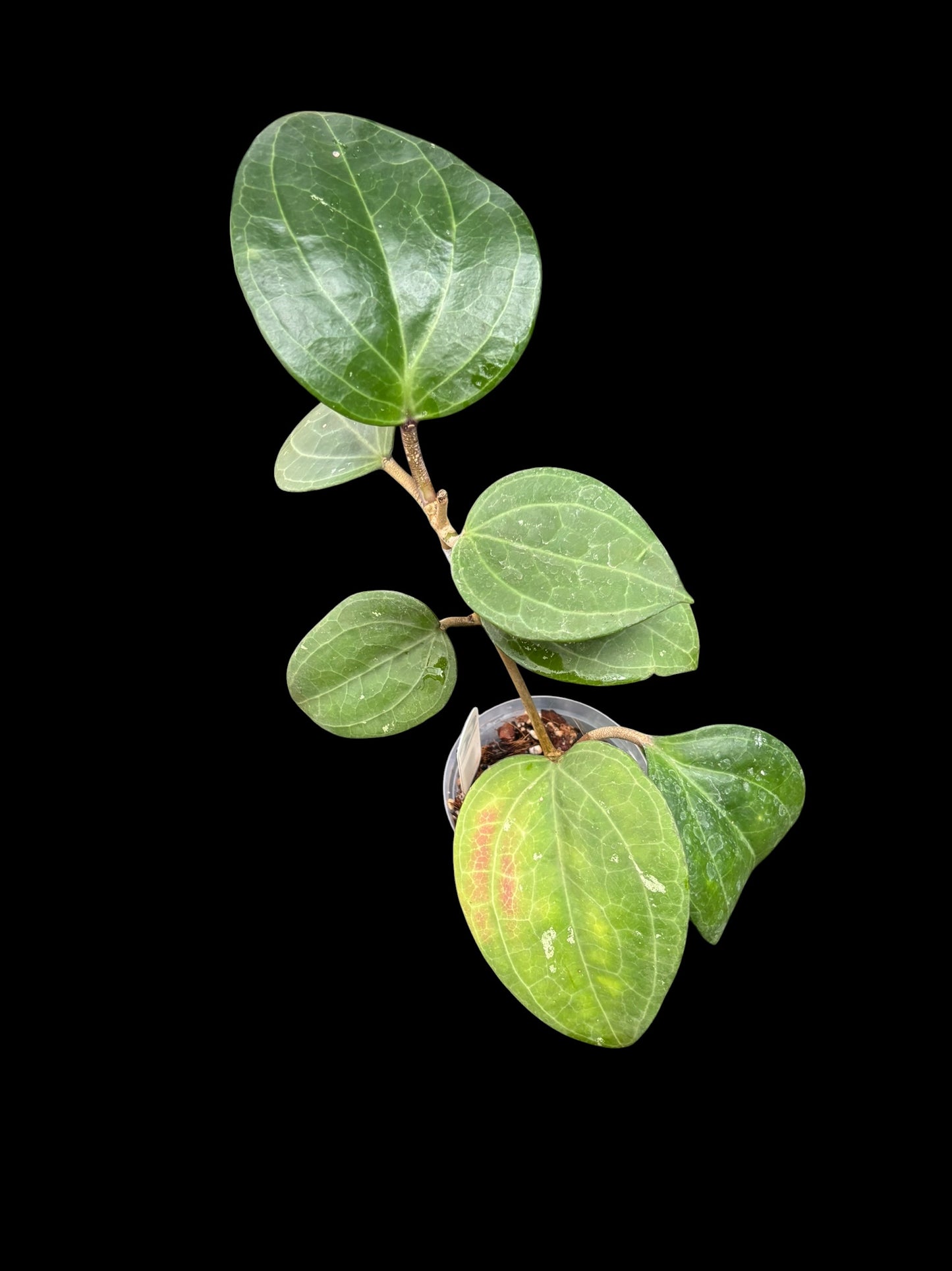 Hoya latifolia sp. 'Sarawak'