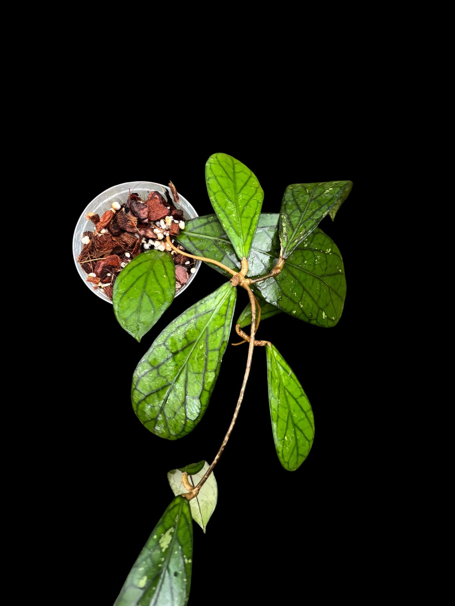 Hoya sp. Tanggamus