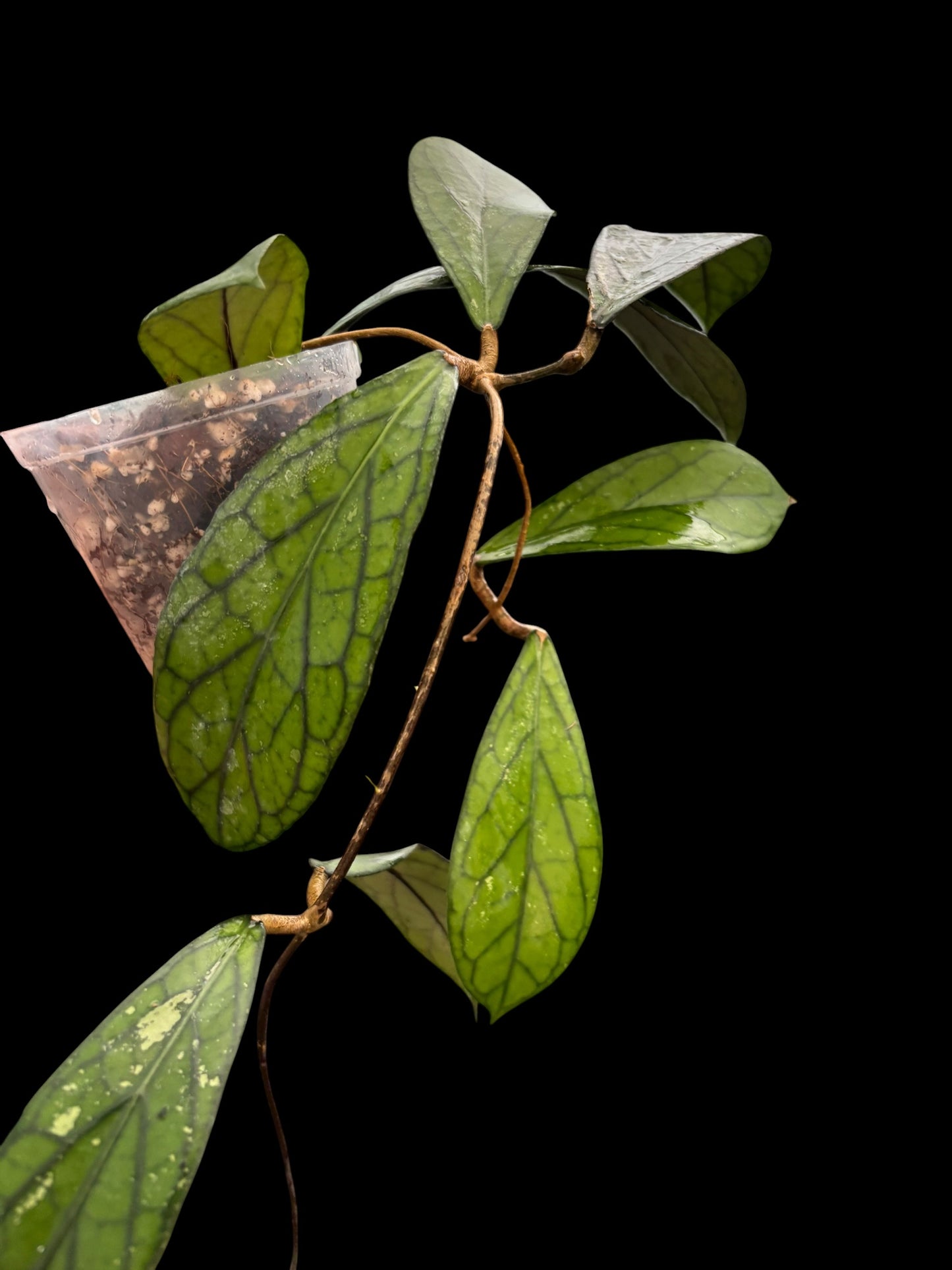 Hoya sp. Tanggamus