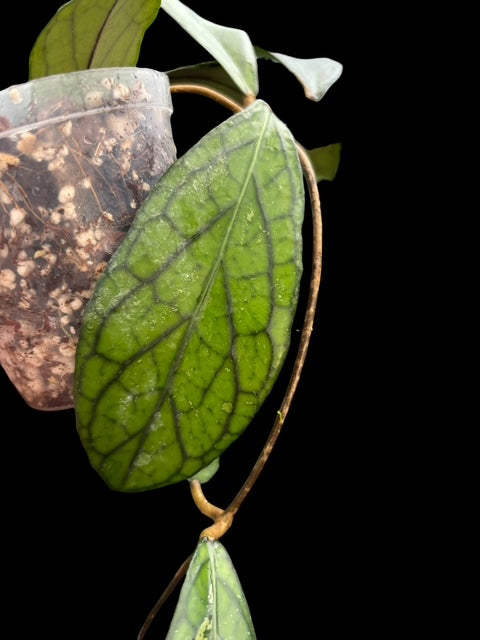 Hoya sp. Tanggamus