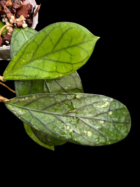 Hoya sp. Tanggamus