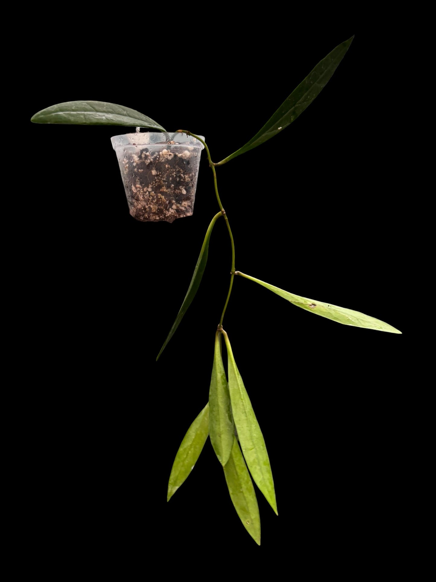 Hoya sulawesiana