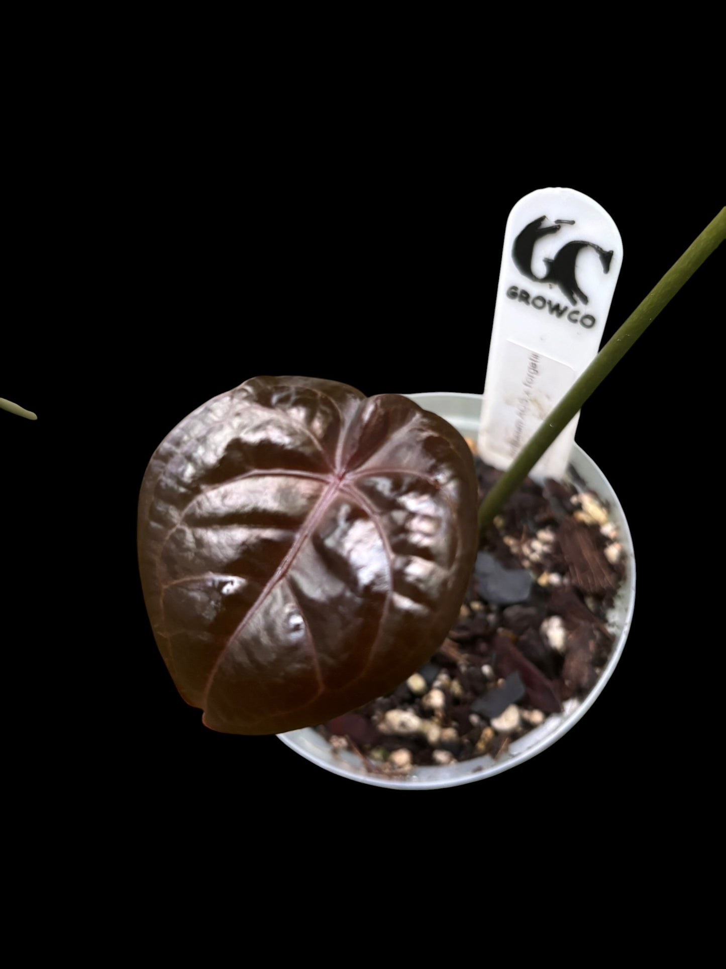 Anthurium AOS x forgetii