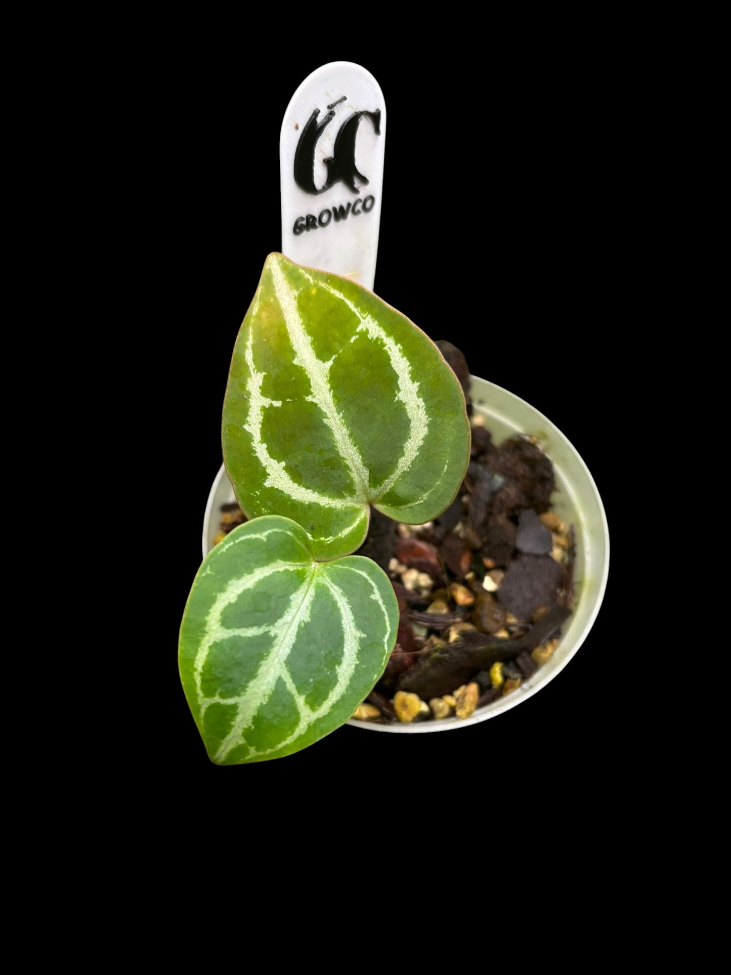 Anthurium minahasa