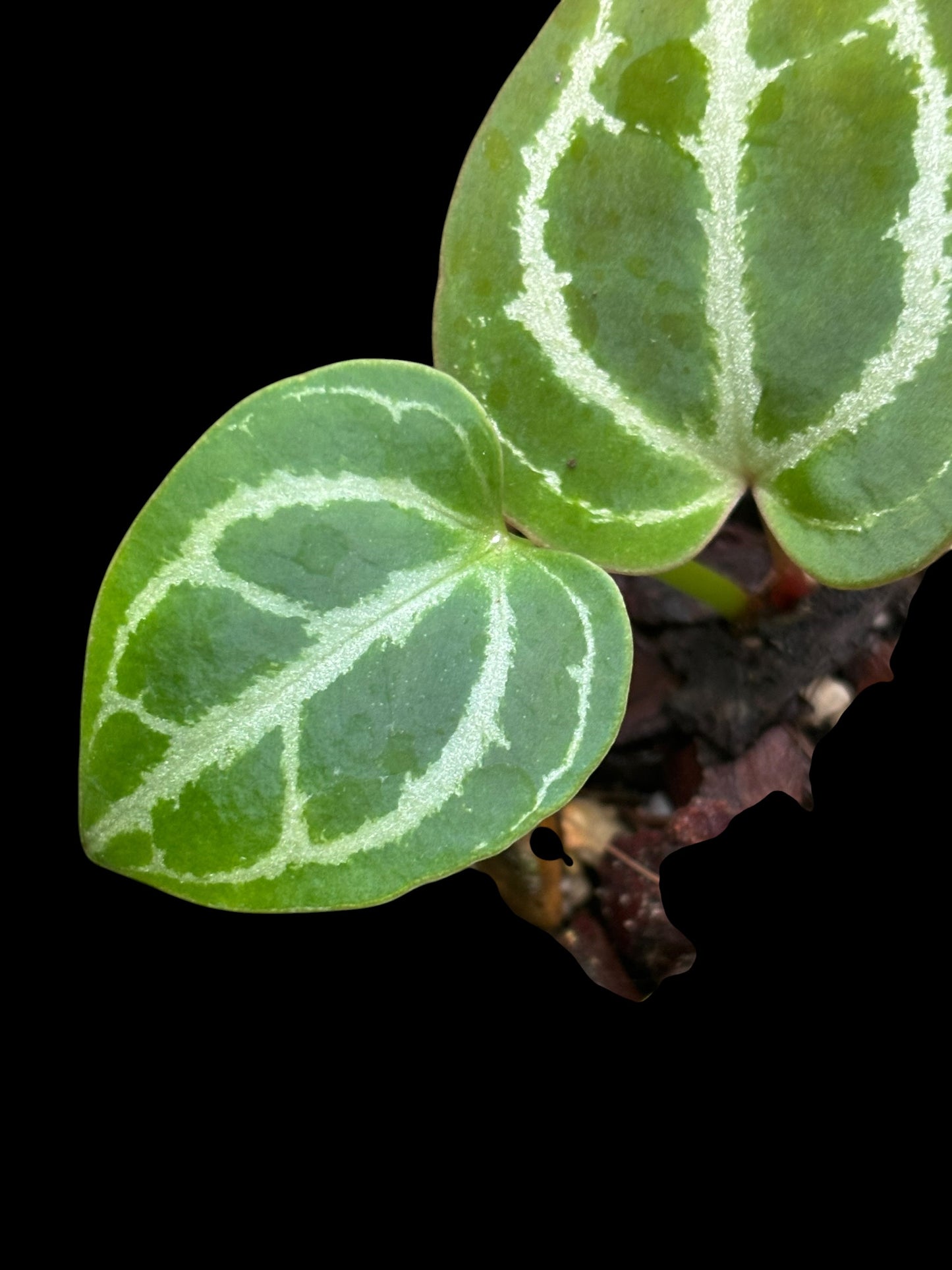Anthurium minahasa